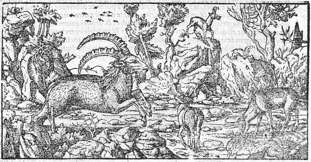 Des capricornes ou boucz saulvaiges, et des chamois, gravure parue dans la Cosmographie universelle de Sébastian Münster en 1552.