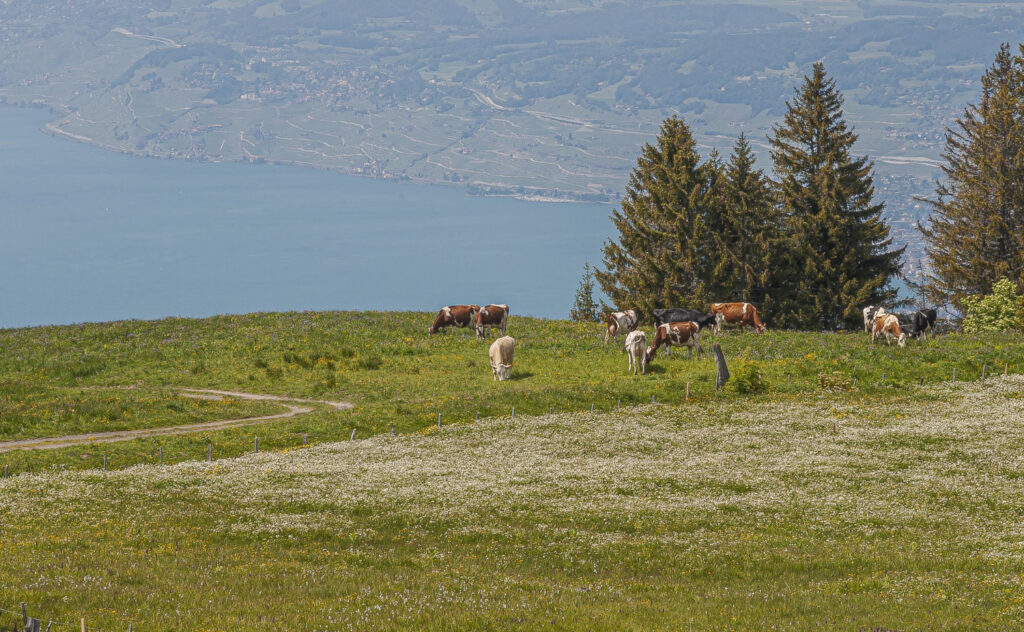 Vaches suisses paissant paisiblement dans les collines verdoyantes du Lavaux, Suisse Swiss cows grazing peacefully in the green hills of Lavaux, Switzerland
