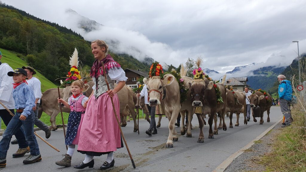 Alpabzug à Elm, Suisse, troupeau décoré descendant des alpages, célébration traditionnelle alpine Alpabzug in Elm, Switzerland, decorated herd descending from alpine pastures, traditional alpine celebration