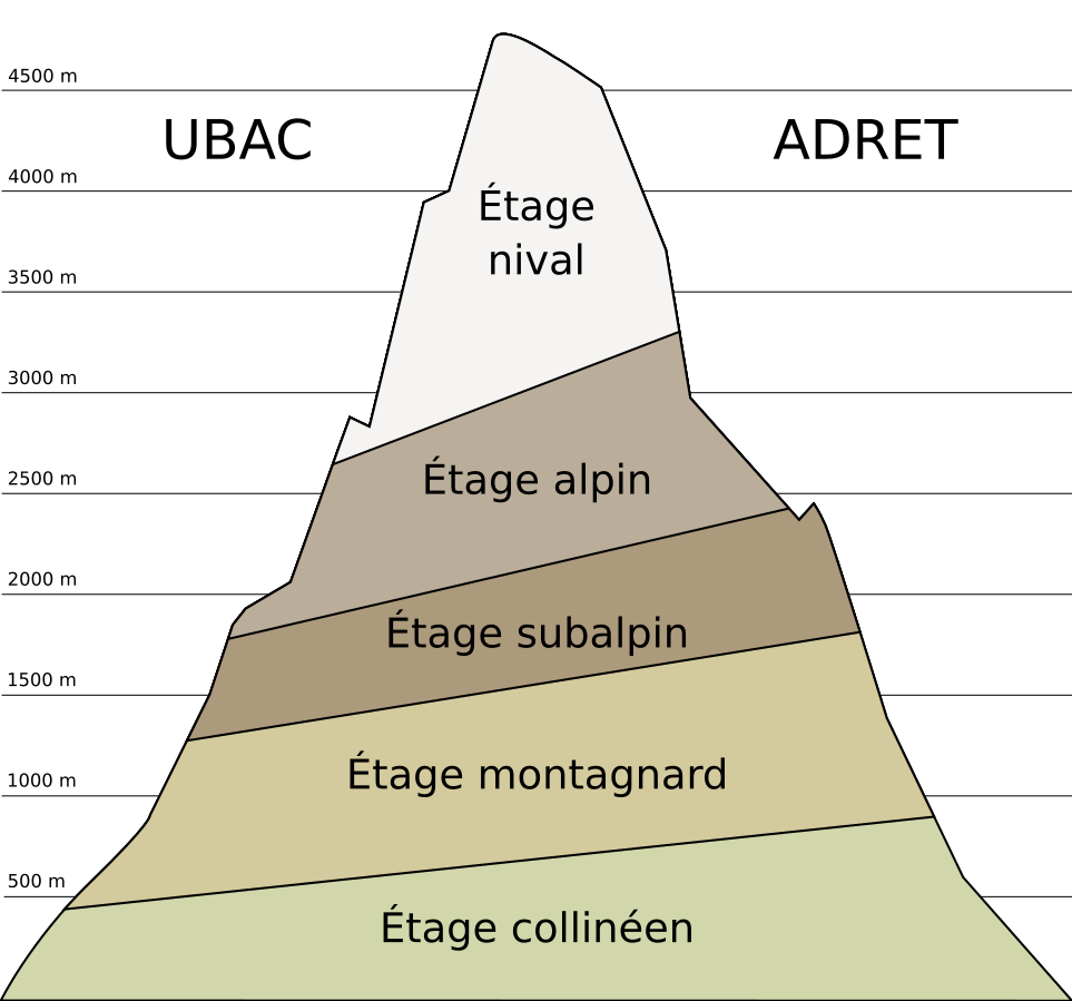 Schema der Höhenstufen der Alpen: collin, montan, subalpin, alpin und nival.
