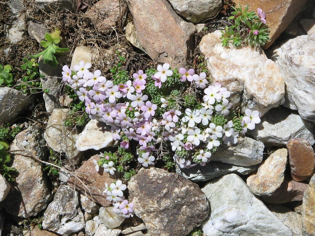 Alpen-Androsace (Androsace alpina), eine typische Blume des Hochgebirges.