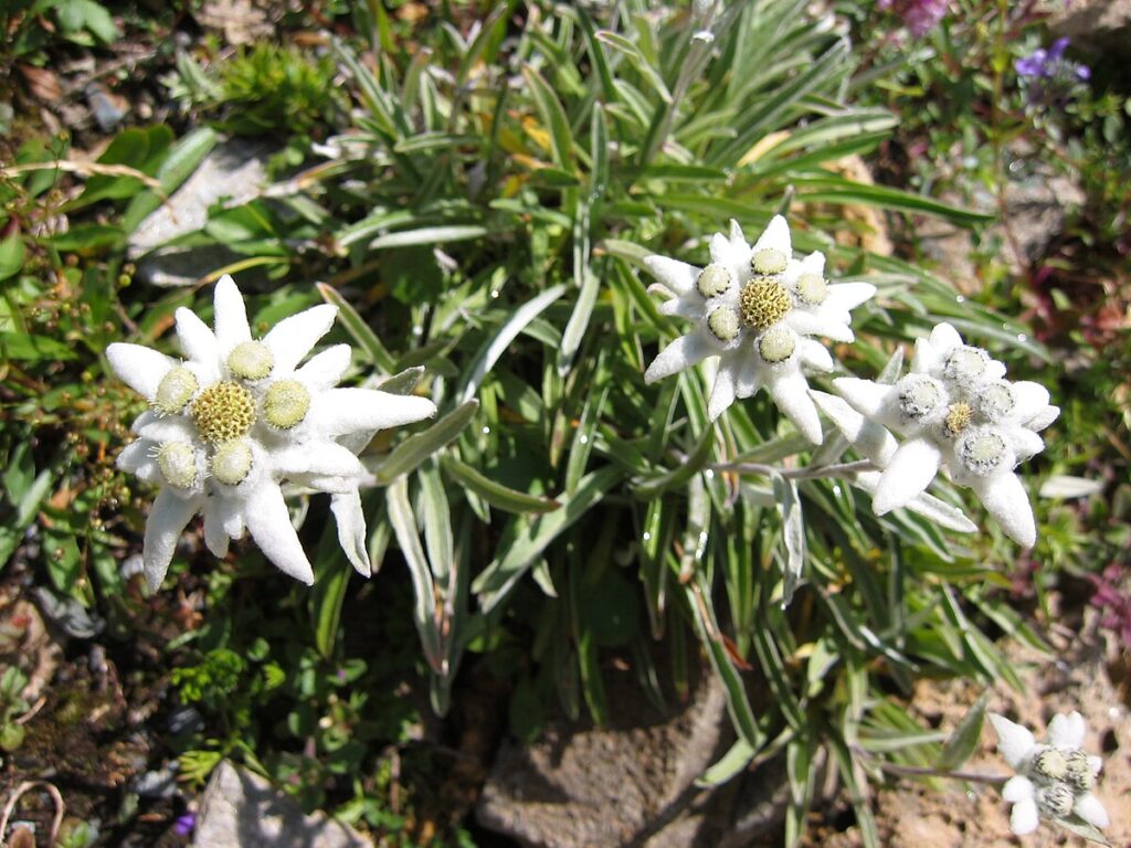 Edelweiss (Leontopodium alpinum), fleur alpine emblématique des Alpes à la robe blanche et duveteuse.