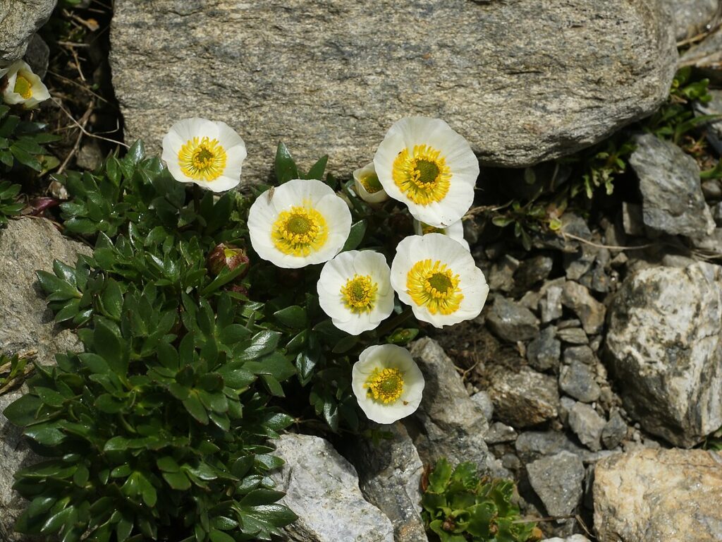 Gletscherhahnenfuß (Ranunculus glacialis), widerstandsfähige Bergblume