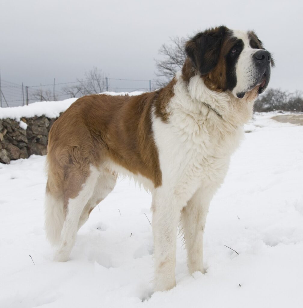 Chien Saint-Bernard debout dans la neige